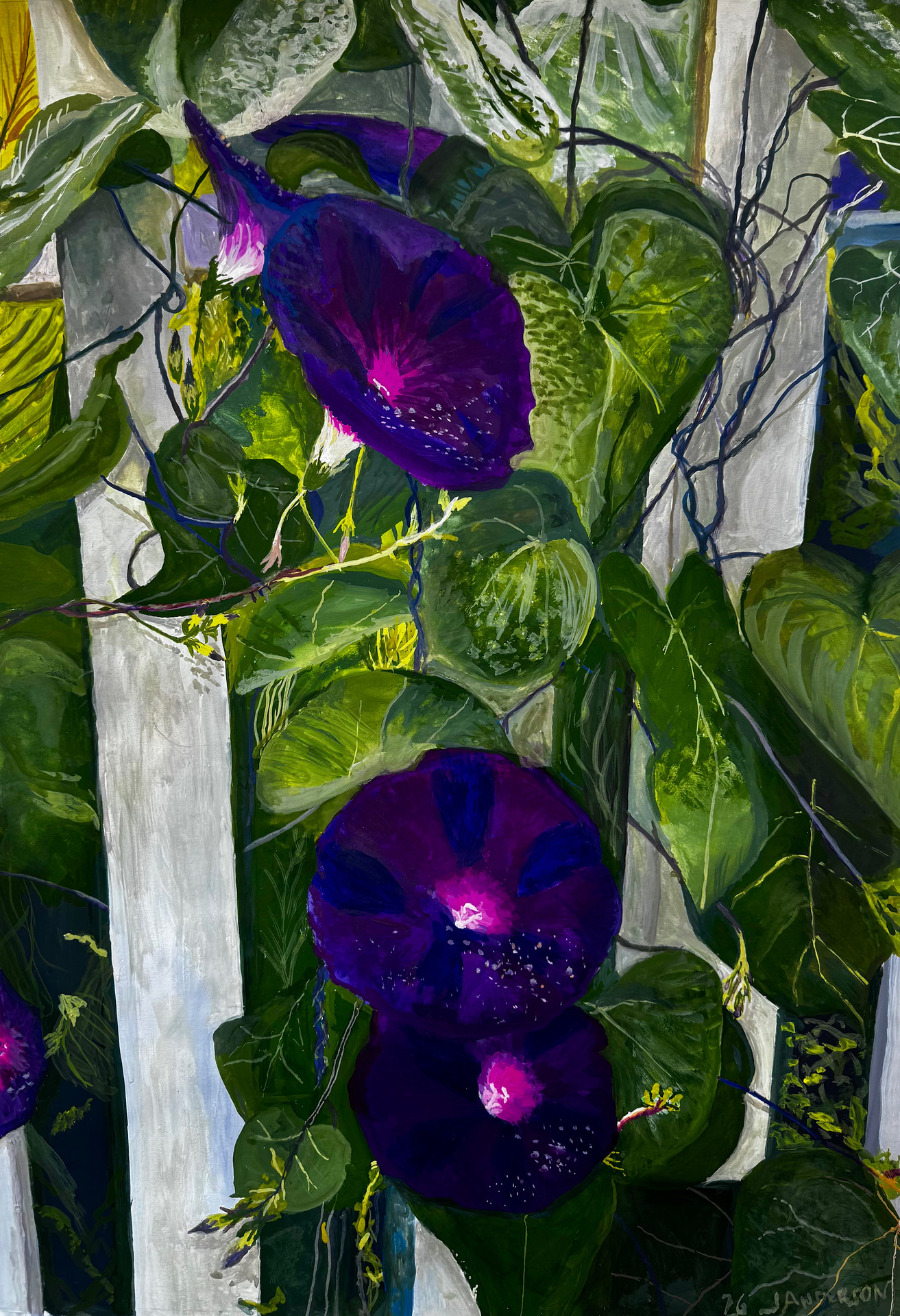 Morning’s Glory